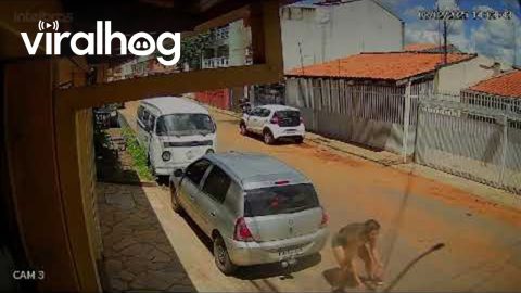 Woman Dives For Loose Dog's Leash || ViralHog