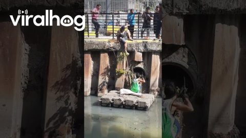 Cat Rescued From Sewage Pipe || ViralHog