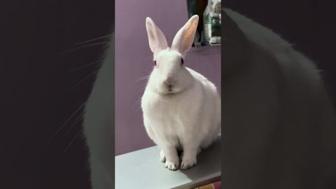Rabbit Sits On Laptop || ViralHog