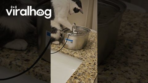 Cat Seems Fascinated by Paw Under Running Water || ViralHog