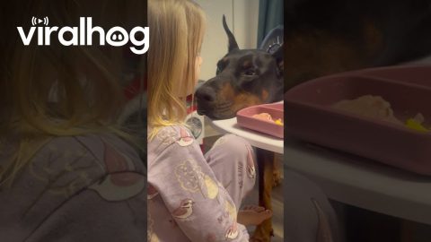Dobermann Hypnotized By Little Human || ViralHog