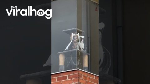 Cat Pillows Peer Out Window || ViralHog