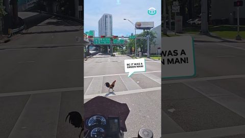Rooster crosses the road on a red light || ViralHog