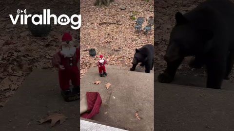 Bear Reacts to Dancing Santa || ViralHog