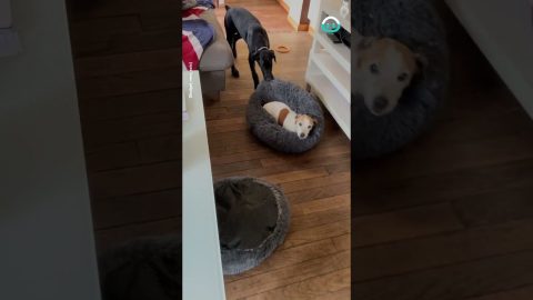Big Dog Claims The Big Bed || ViralHog
