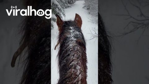 Desensitizing A Horse To Screams || ViralHog