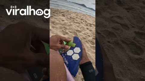 Extremely Sharp Surfboard Keel Peels Orange || ViralHog