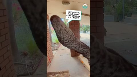 Lizard Triggers Doorbell Cam || ViralHog
