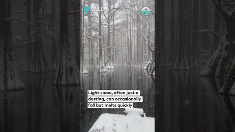 Cypress Tree Swamp Under White Snow || ViralHog