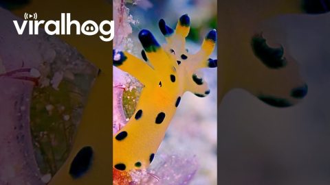 Spotted Yellow Sea Slug Looks Like a Cartoon Character || ViralHog