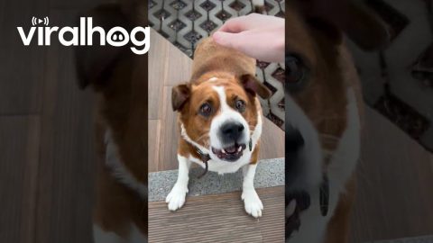 Curious Dog Barks At Dog Lover || ViralHog