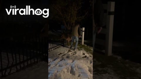 Man Frees Deer Caught On Fence || ViralHog