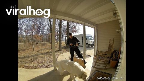 Dog Greets FedEx Driver || ViralHog