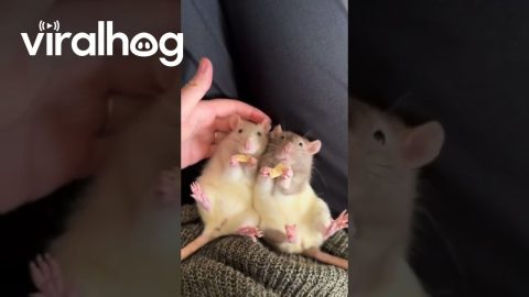 Sister Rats Enjoy Dried Apple Snack || ViralHog