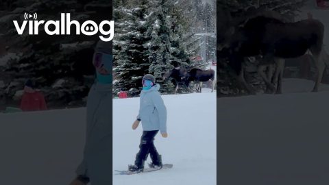 Moose Family Hits The Slopes In Jackson Hole || ViralHog