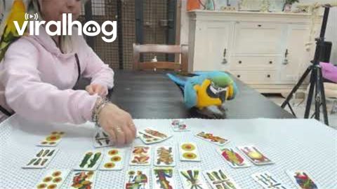 Macaw Impressively Counts Cards || ViralHog