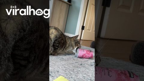 Cat Attempts to Shotgun a Soda Water || ViralHog