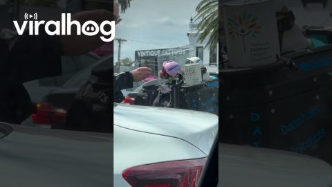 Motorcycle Puppies Raise Money For Children's Hospital || ViralHog