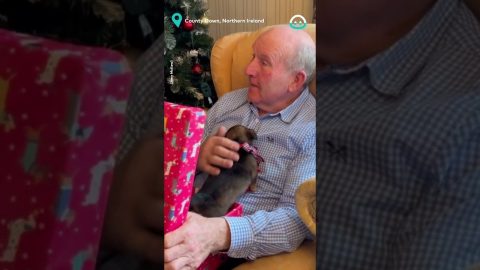 Surprising Grandpa with a Puppy || ViralHog