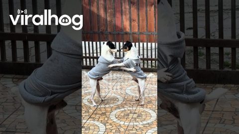 Two Dogs Dancing || ViralHog