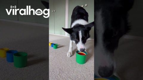 Border Collie Plays With Stacking Cups || ViralHog