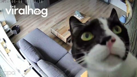 Cat Climbs Wall To Examine Security Camera || ViralHog