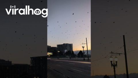 Crows Fly Toward Downtown Portland || ViralHog