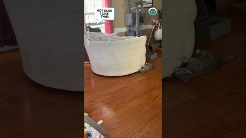 Kitty Powered Spinning Chair || ViralHog