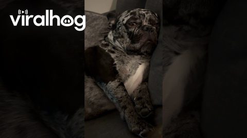 Gremlin Dog Sleeps With Eyes Open || ViralHog
