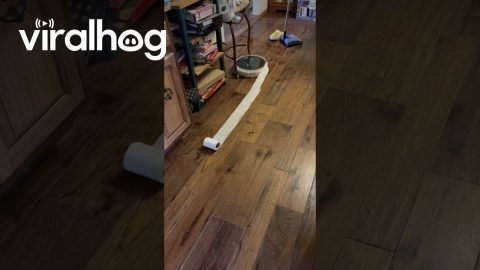 Roomba Wraps Itself In A Roll Of Toilet Paper || ViralHog