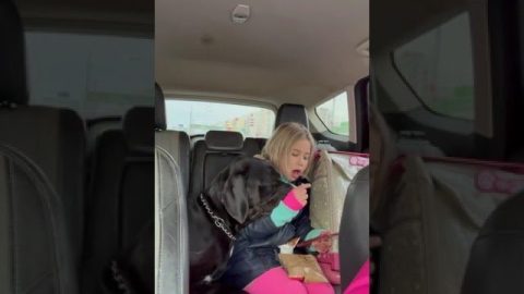 Gentle Giant Begs For Car Crackers || ViralHog