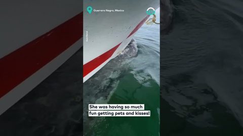 Gray Whale Moves Boat On Its Back || ViralHog