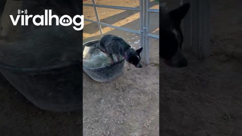 Bucket Ice Breaks Under Blue Heeler Weight || ViralHog