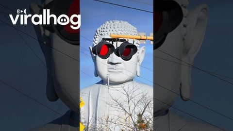 Buddha in Flashing Glasses || ViralHog