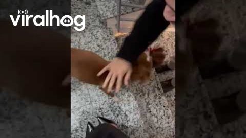 Excited Puppy Wiggles At Owner Being Home || ViralHog