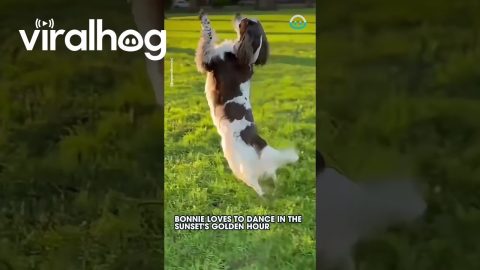 Spaniel Dances in Sunset || ViralHog