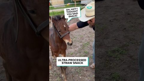 Horse Baby Loves Chewing A Hat || ViralHog