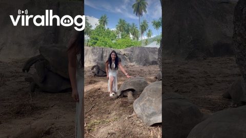 Tortoises Get Frisky in the Background || ViralHog