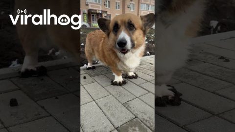 Corgi Squishes Mud Into Paws || ViralHog