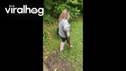 Family Finds Carpet Python Lurking By Window || ViralHog