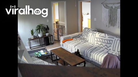 Puppy Rolls Off Couch || ViralHog