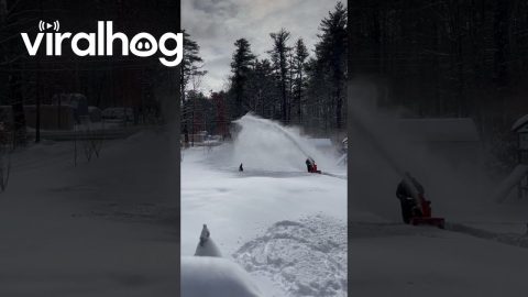 Dog Loves Catching Blowing Snow || ViralHog