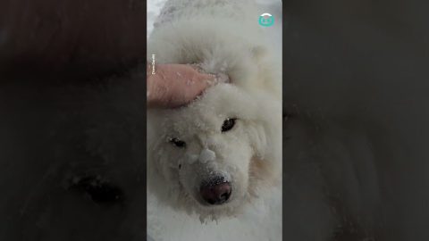 Samoyed Fluffer Covered In Snow || ViralHog