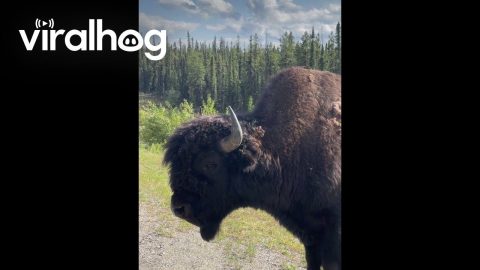 Bison Getting Close and Personal || ViralHog