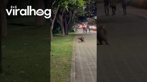 Capybara and Dog Chase Each Other || ViralHog