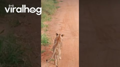 Brave Dog Barks At Baffled Lioness || ViralHog