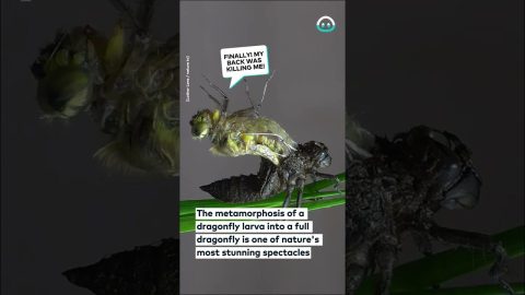 Dragonfly Larva Metamorphosis || ViralHog
