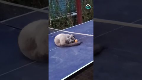 Cat Effortlessly Dominates Table Tennis || ViralHog