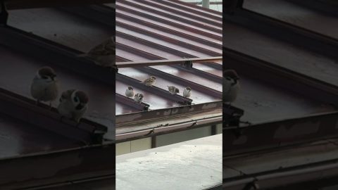 Sparrows On The Rooftop || ViralHog