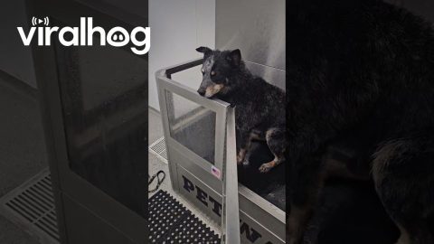 Dog Jumps Out Of Tub, Ignoring Door || ViralHog